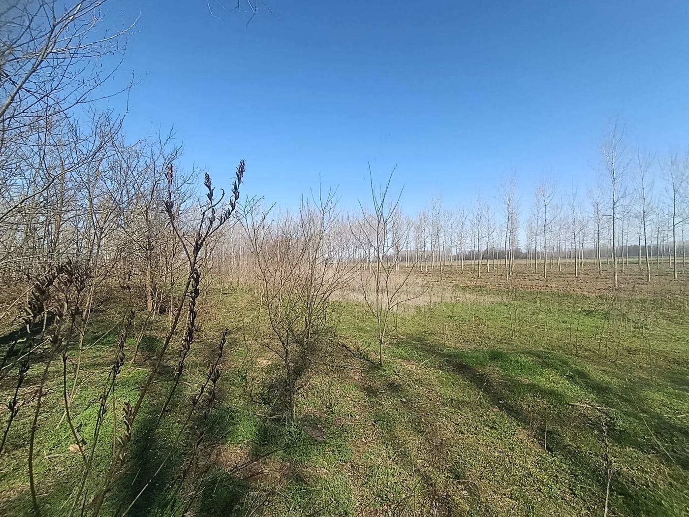 Terreno Agricolo in vendita a Cergnago