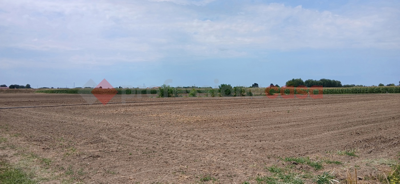Terreno Agricolo in vendita a Cologna Veneta