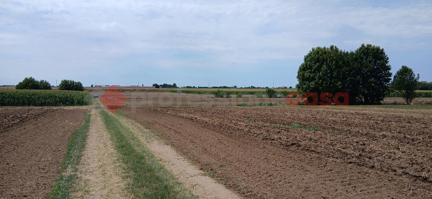 Terreno Agricolo in vendita a Cologna Veneta