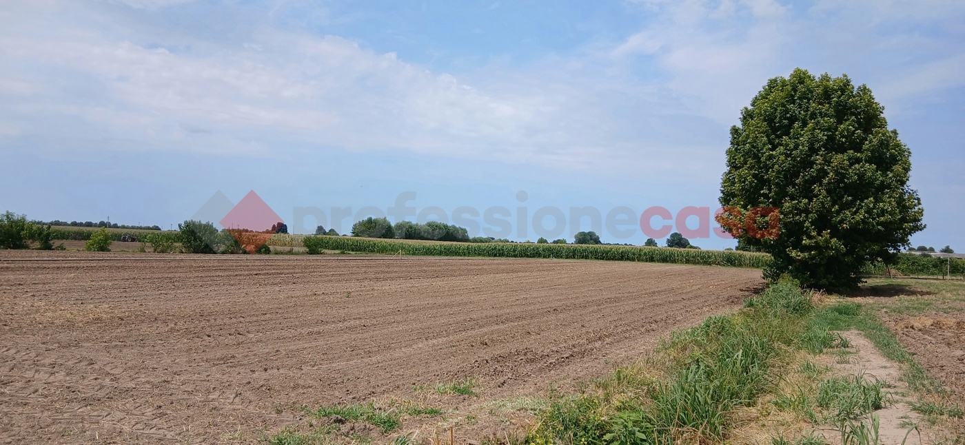 Terreno Agricolo in vendita a Cologna Veneta