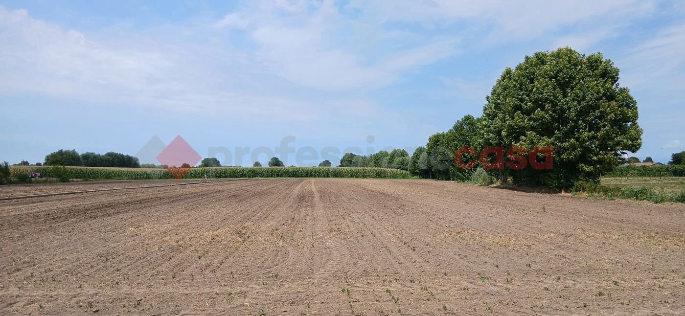Terreno Agricolo in vendita a Cologna Veneta
