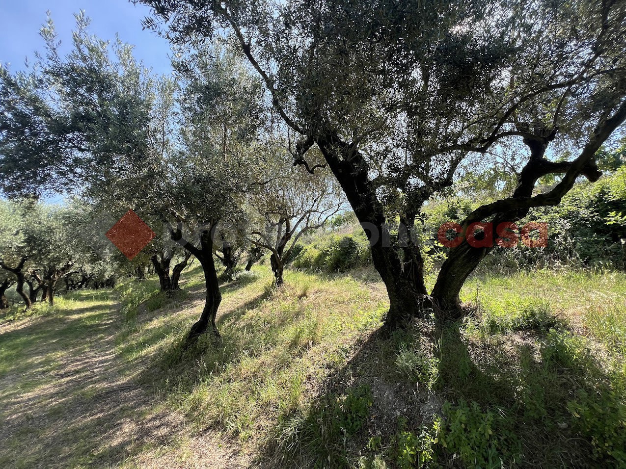 Terreno Agricolo in vendita a Verona