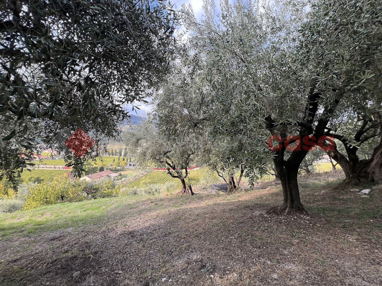 Terreno Agricolo in vendita a Verona
