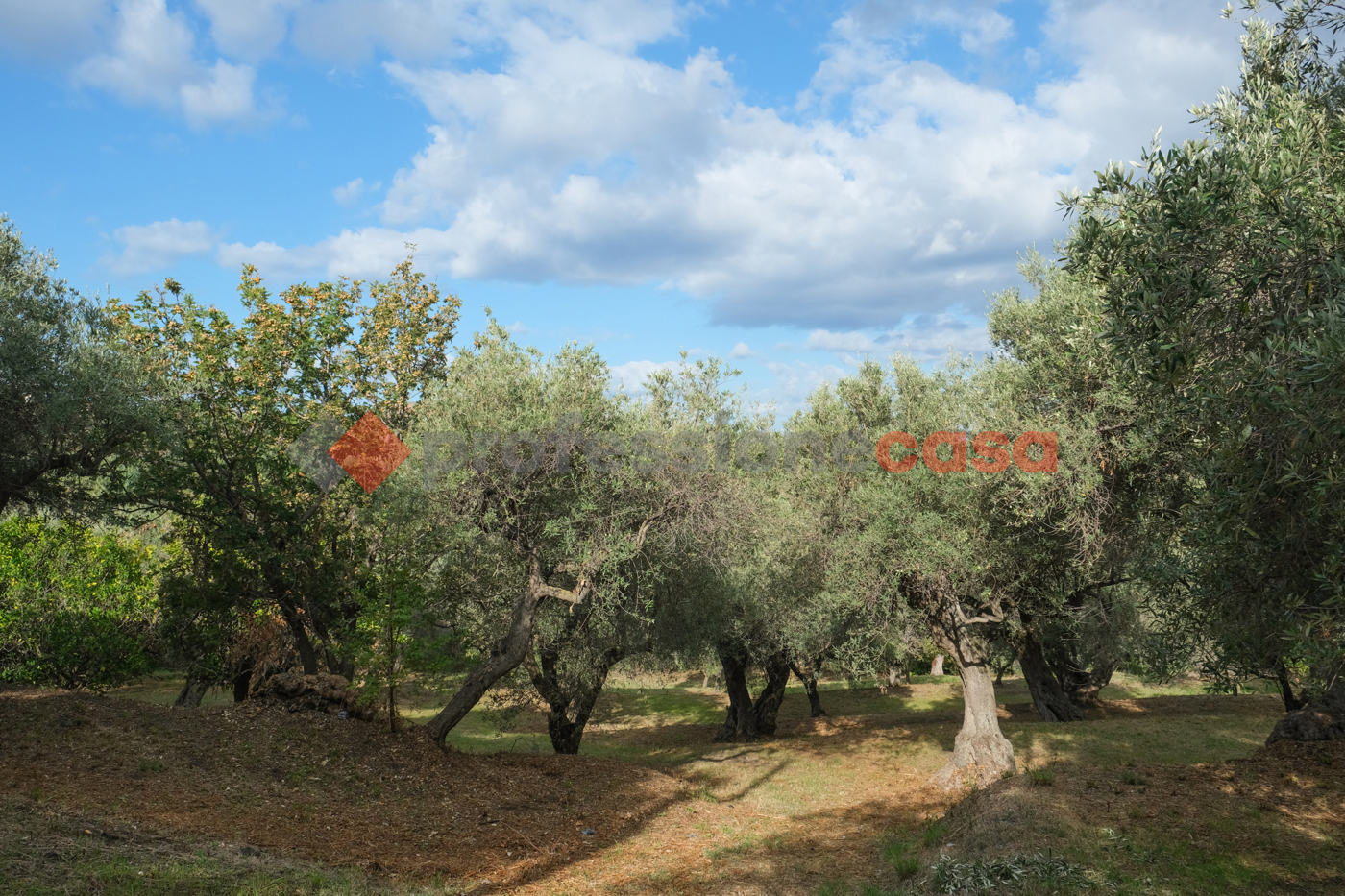 Terreno Agricolo in vendita a Pace del Mela