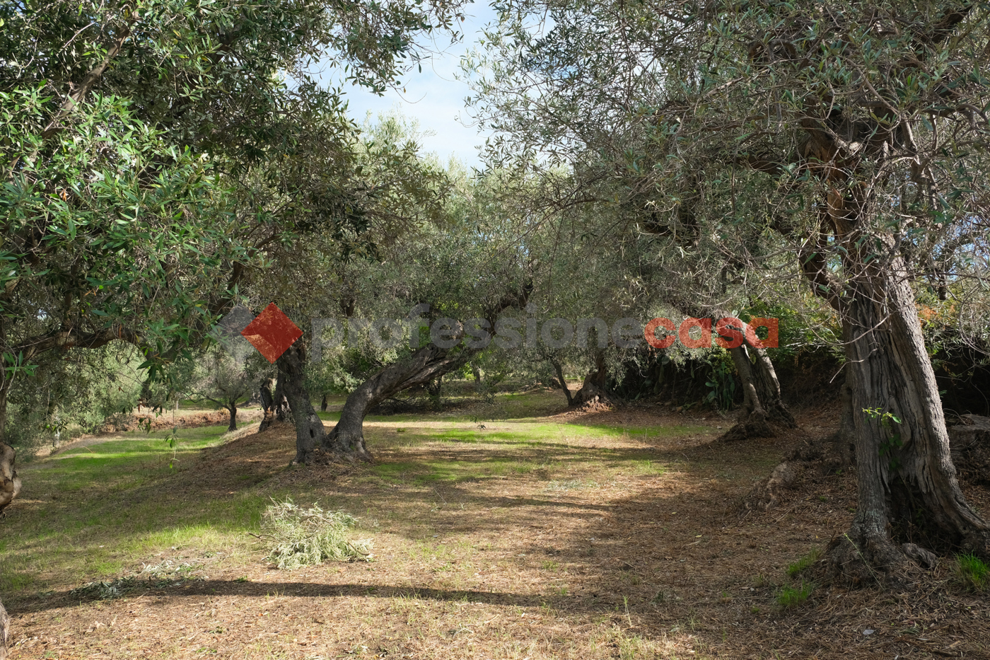 Terreno Agricolo in vendita a Pace del Mela