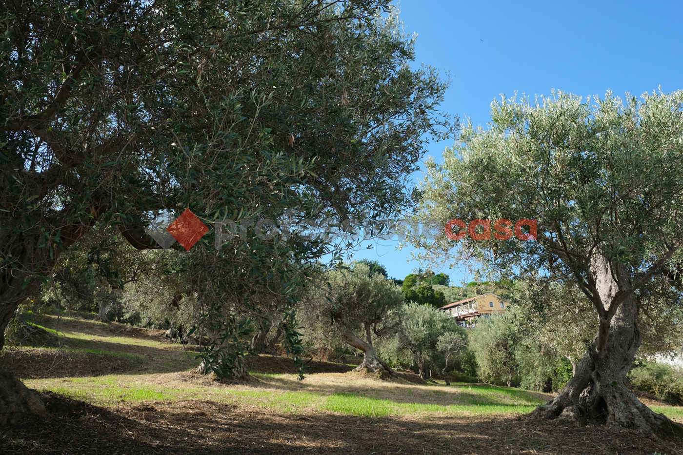 Terreno Agricolo in vendita a Pace del Mela
