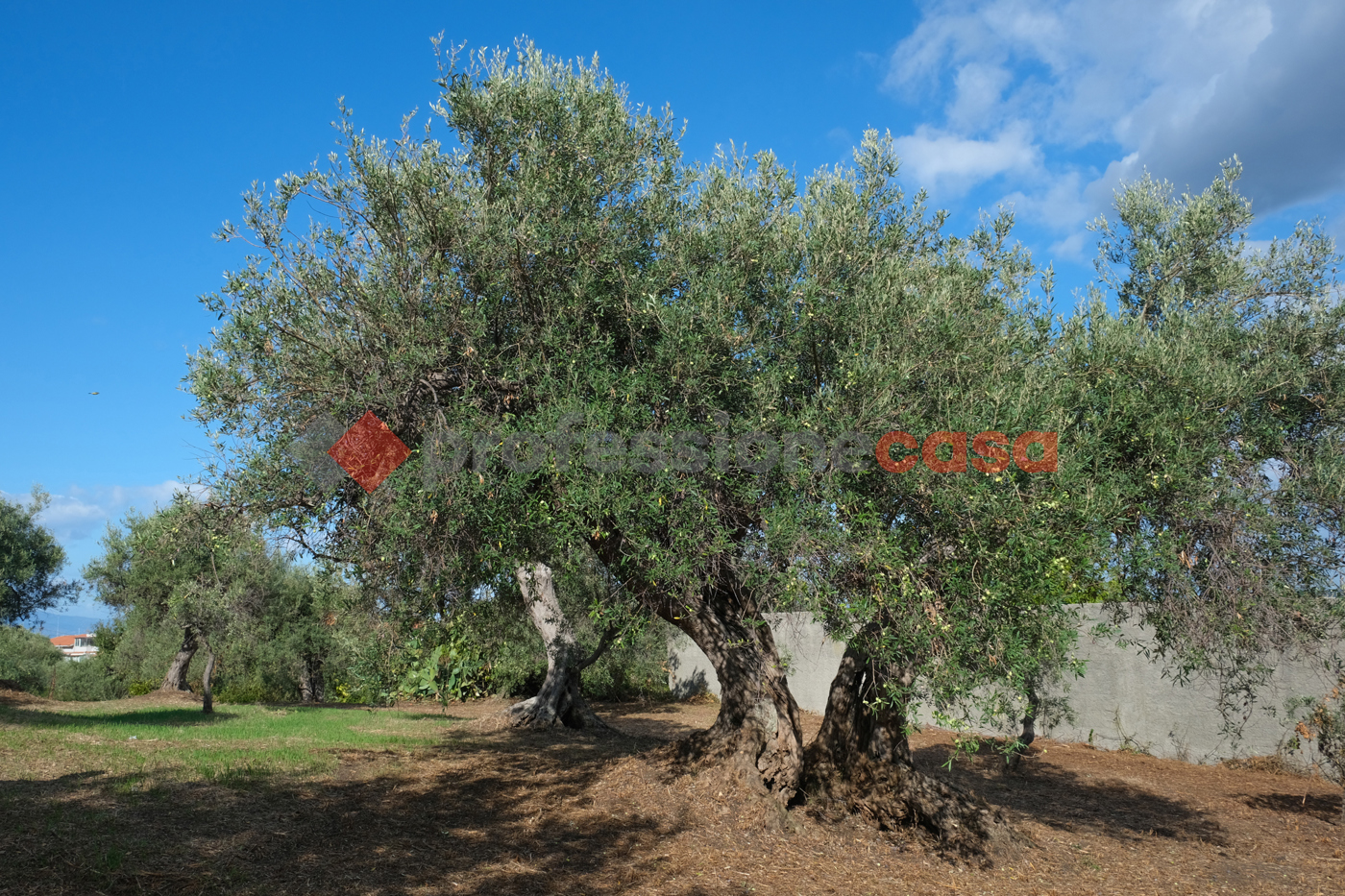 Terreno Agricolo in vendita a Pace del Mela