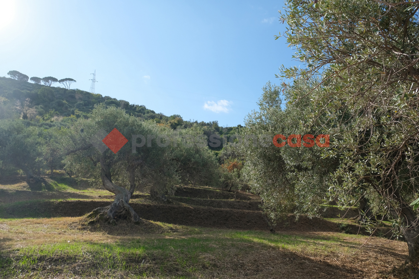 Terreno Agricolo in vendita a Pace del Mela