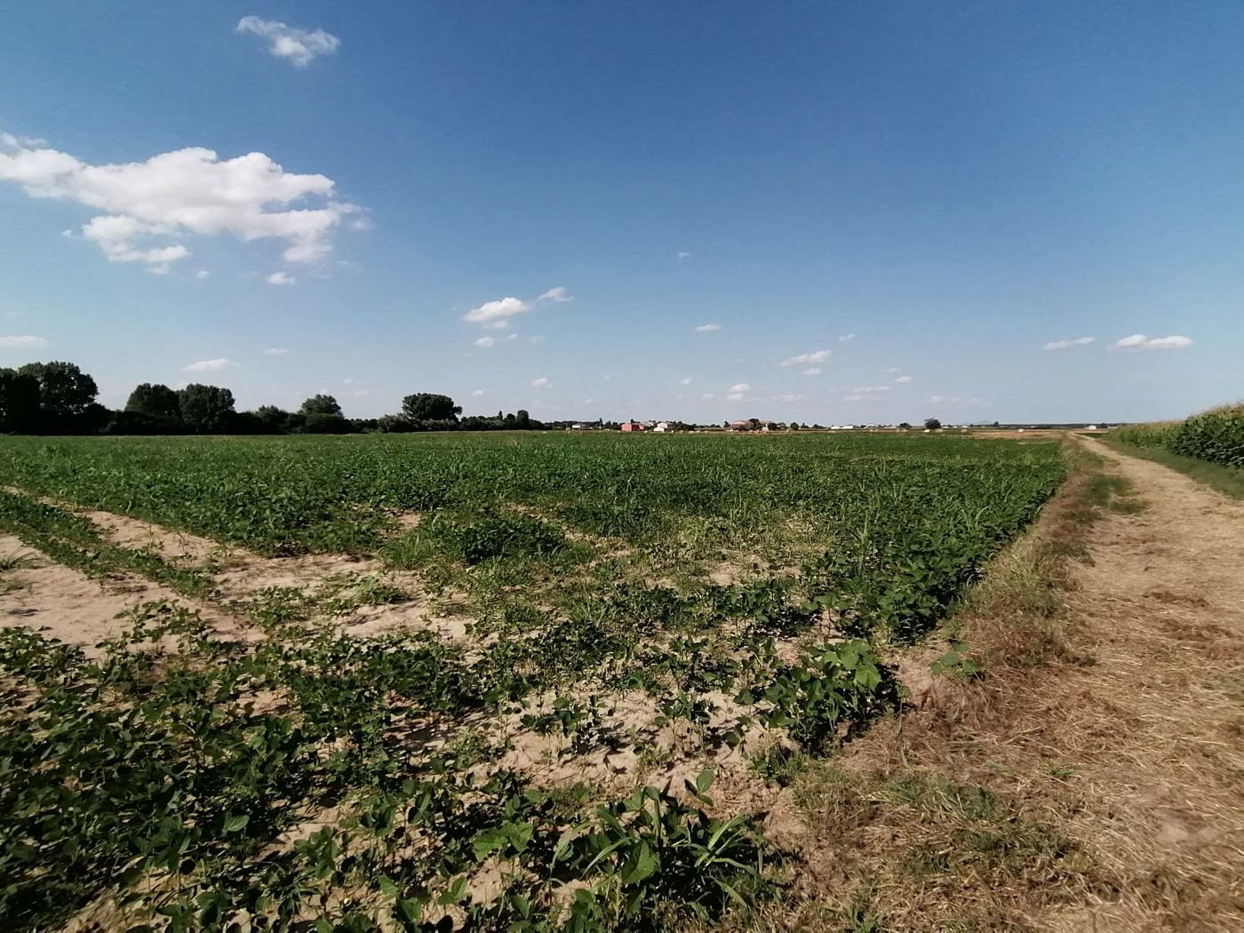 Terreno Agricolo in vendita a Cerea