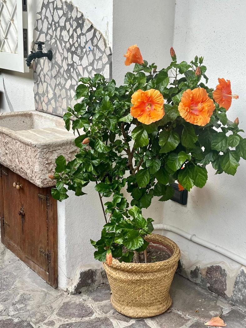 Appartamento arredato in affitto a Pozzuoli