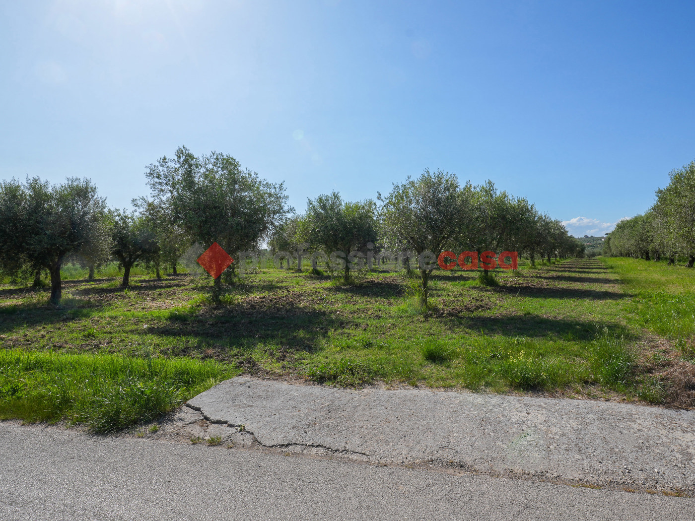 Terreno Agricolo in vendita a Altavilla Silentina