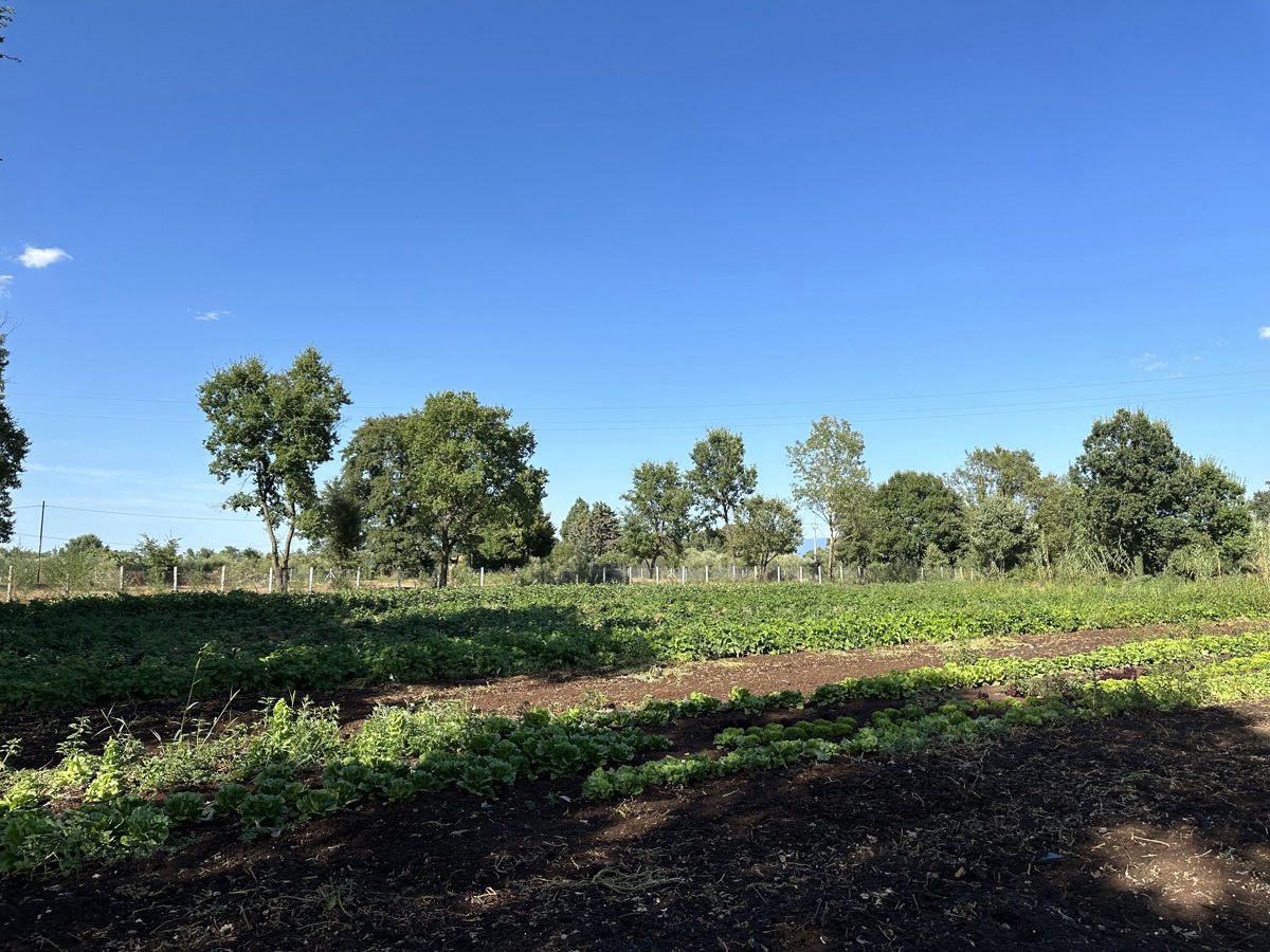 Magazzino in affitto a Nepi