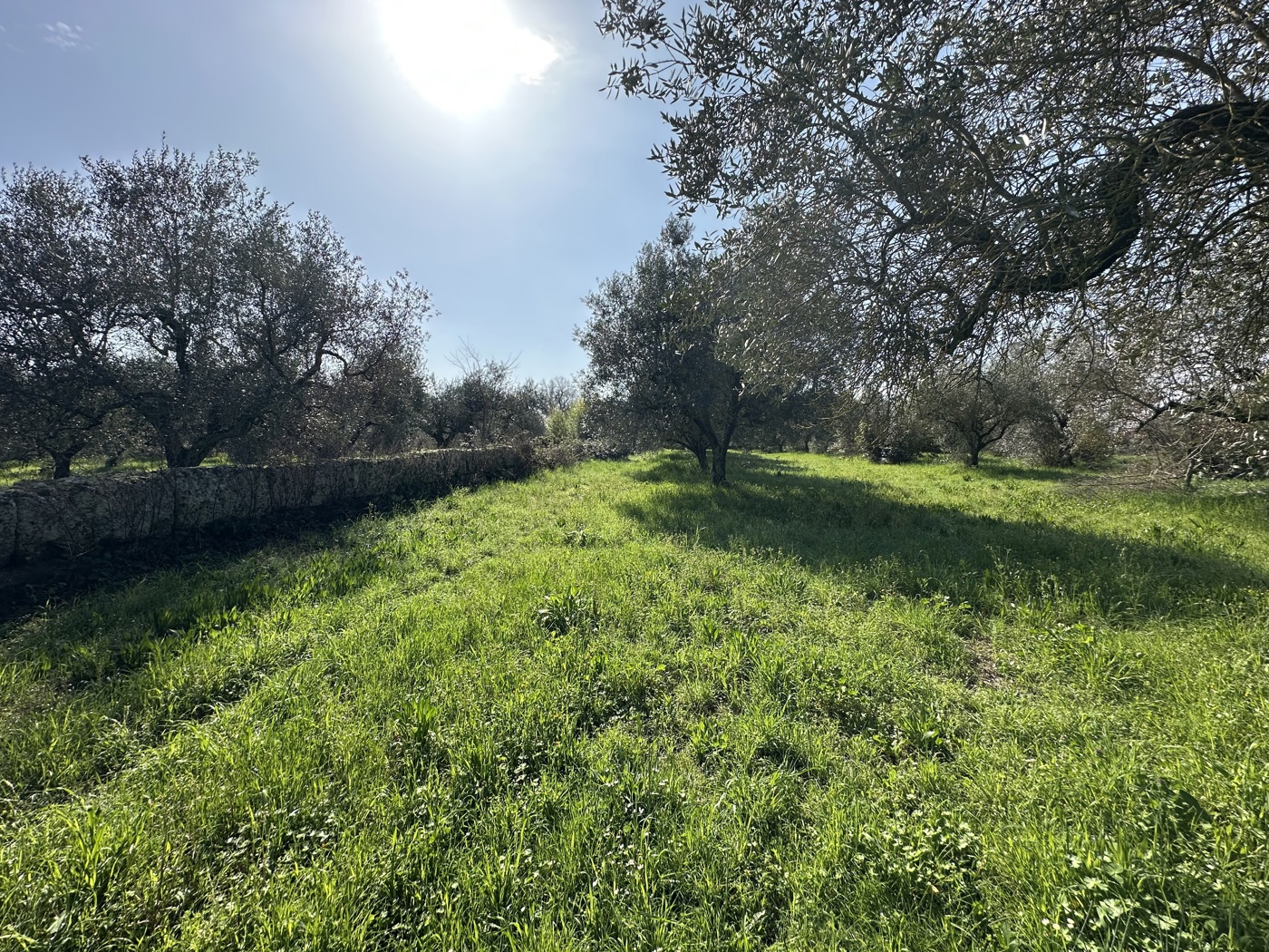 Terreno Agricolo in vendita a Castel Sant'Elia