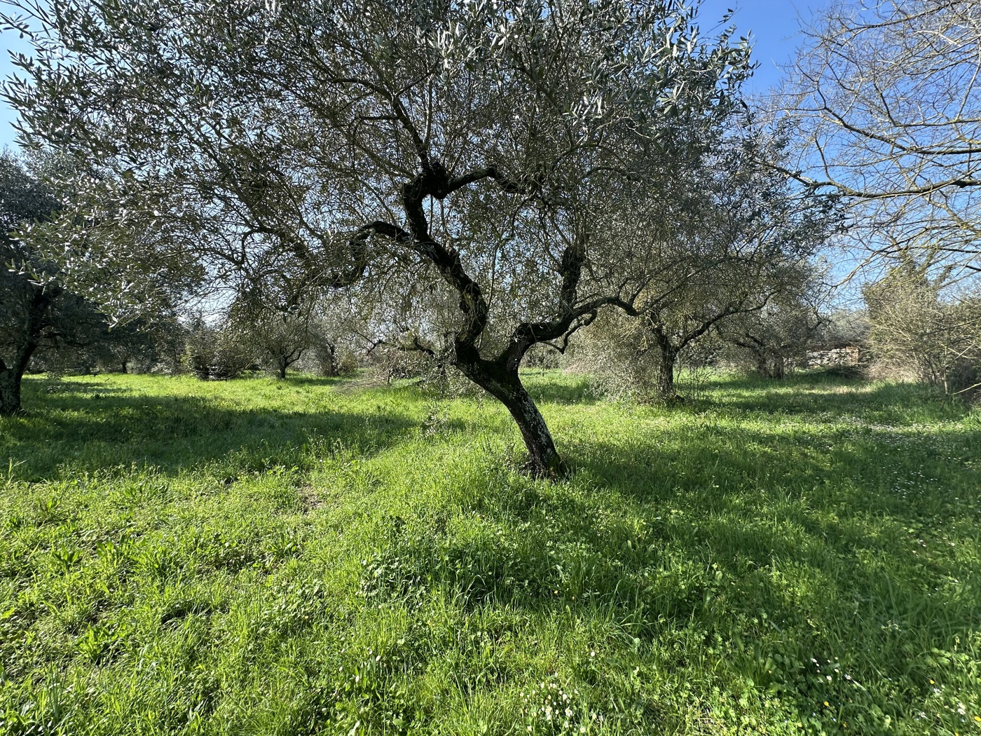 Terreno Agricolo in vendita a Castel Sant'Elia