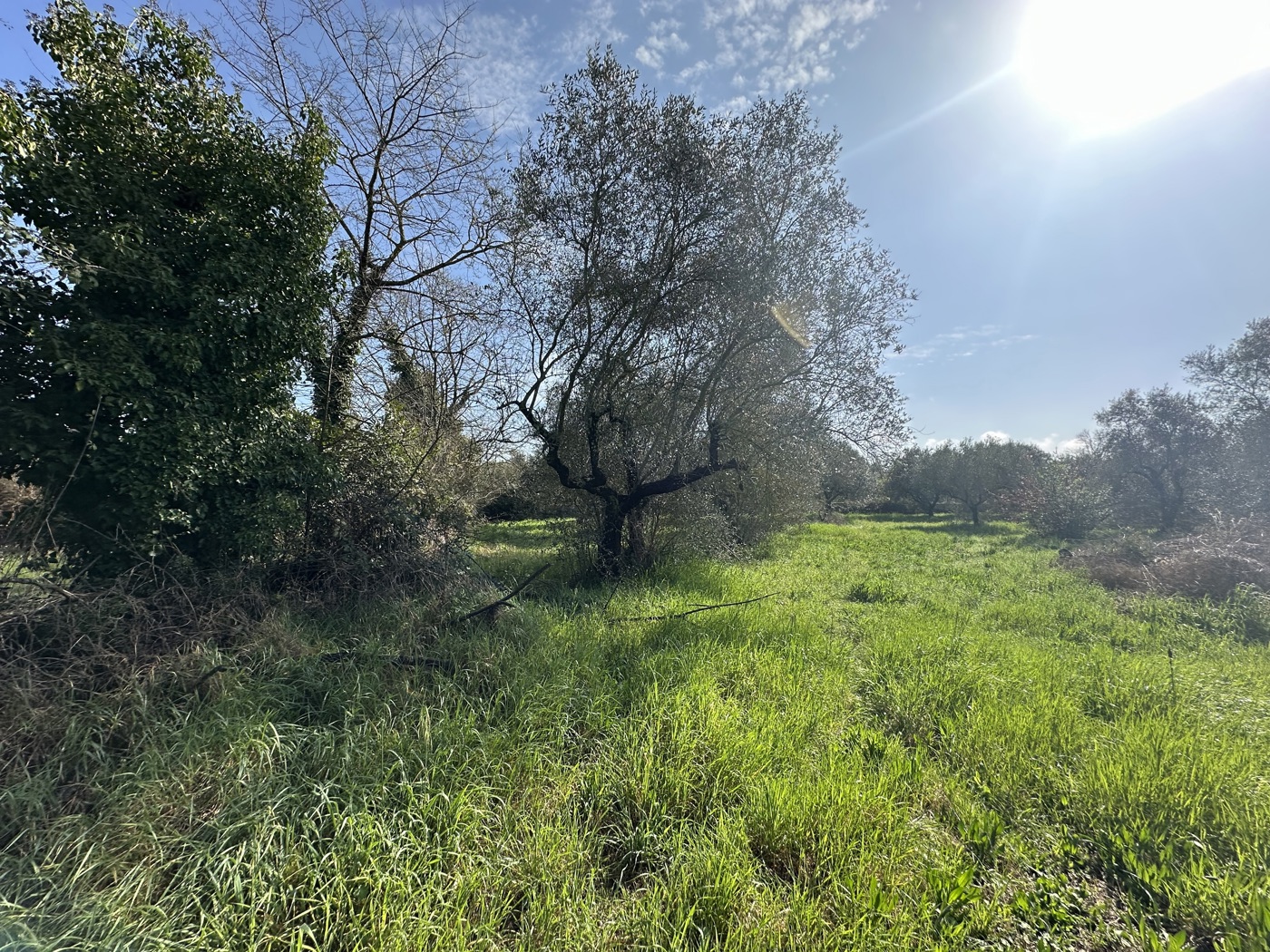 Terreno Agricolo in vendita a Castel Sant'Elia