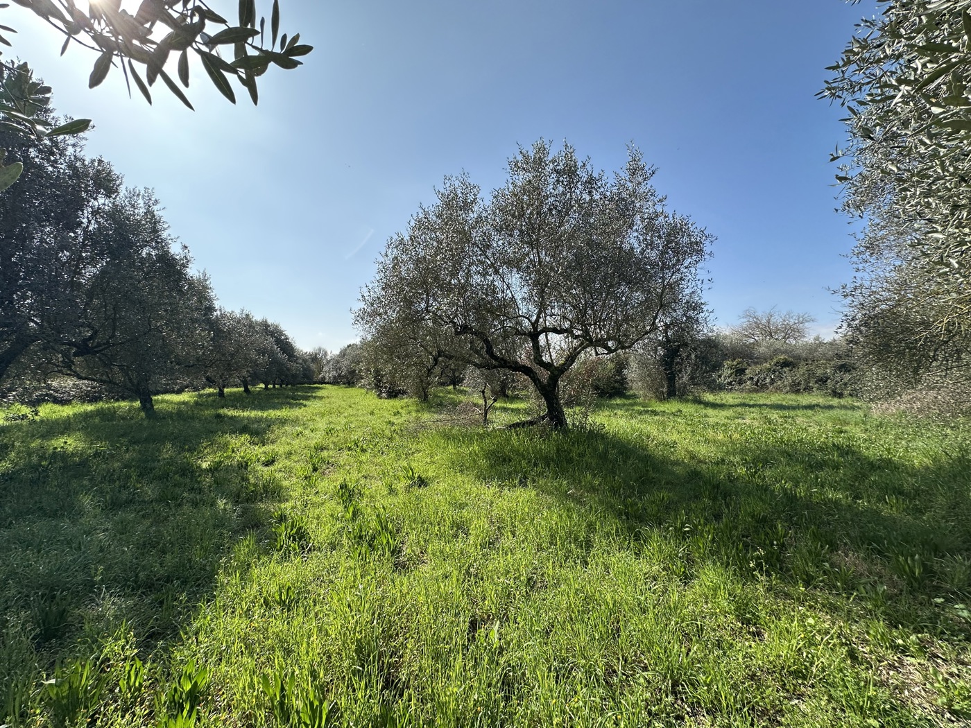 Terreno Agricolo in vendita a Castel Sant'Elia