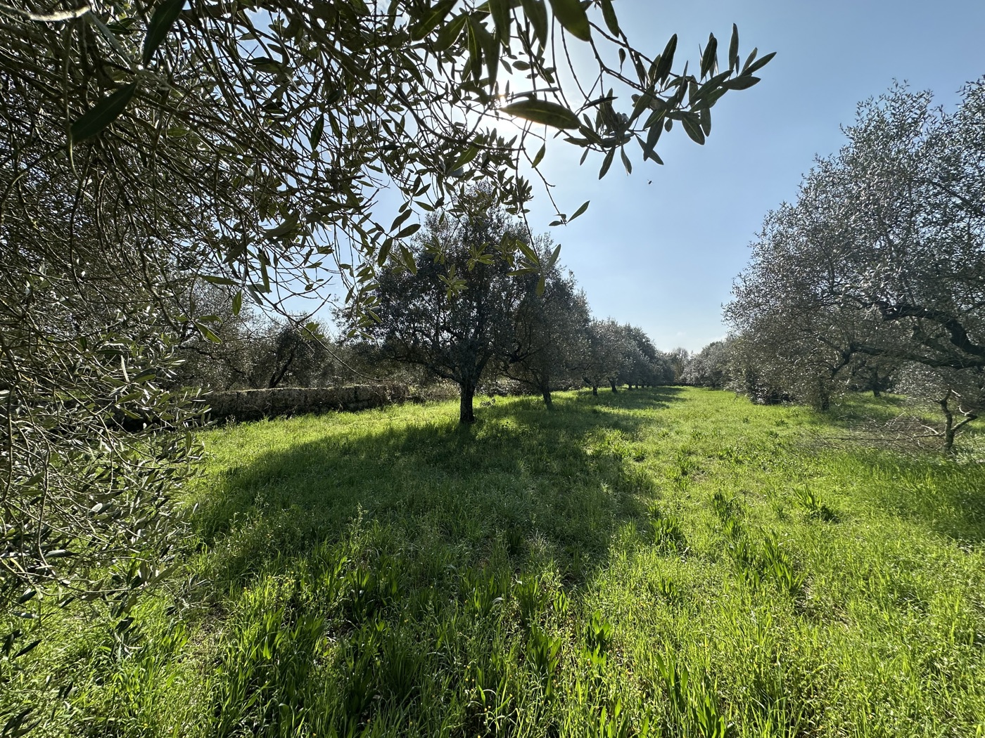 Terreno Agricolo in vendita a Castel Sant'Elia