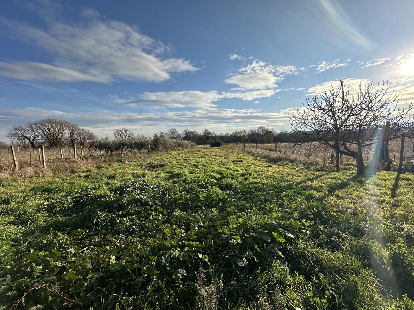 Terreno Agricolo in vendita a Nepi