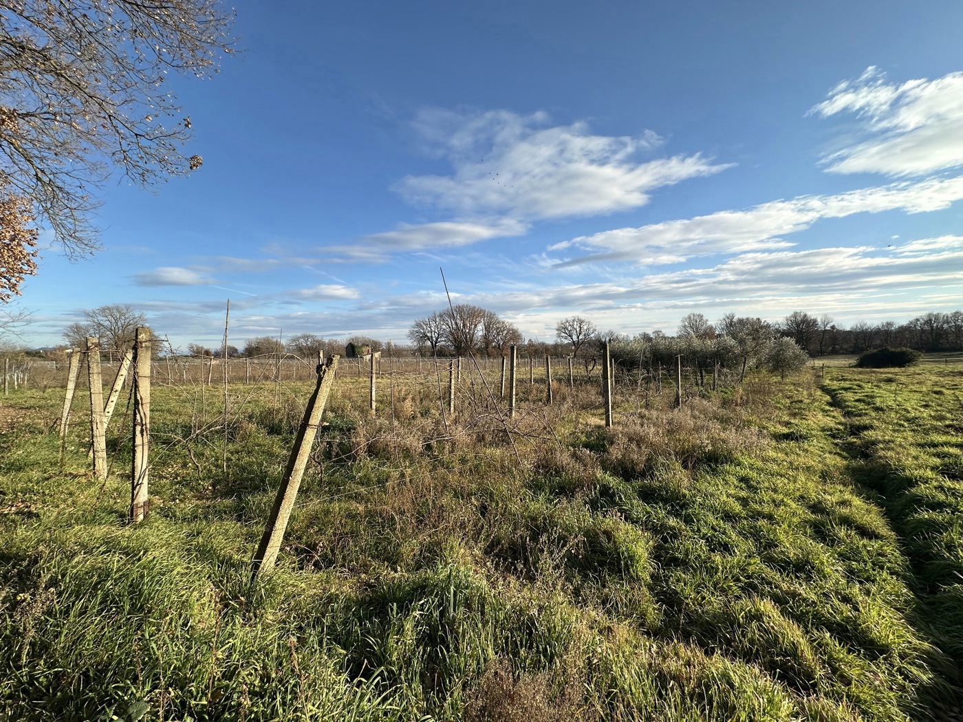 Terreno Agricolo in vendita a Nepi