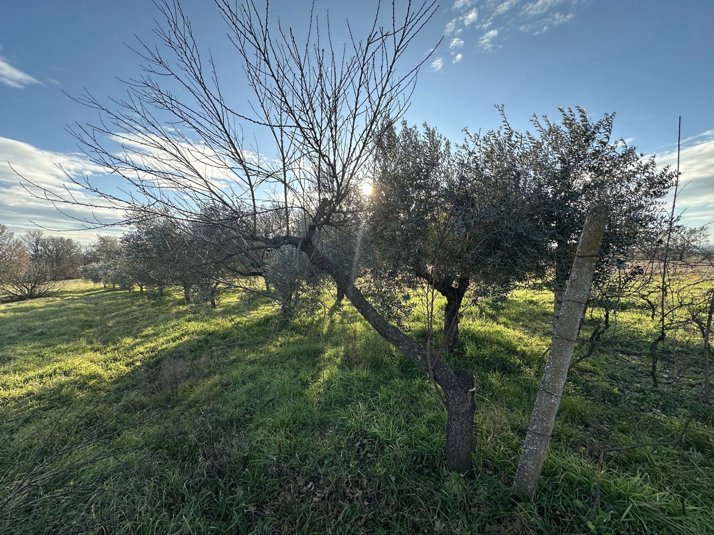 Terreno Agricolo in vendita a Nepi