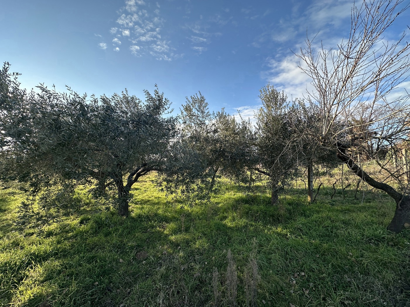 Terreno Agricolo in vendita a Nepi
