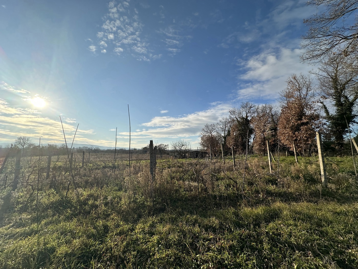 Terreno Agricolo in vendita a Nepi