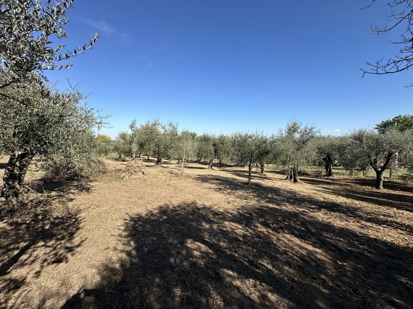 Terreno Agricolo in vendita a Castel Sant'Elia