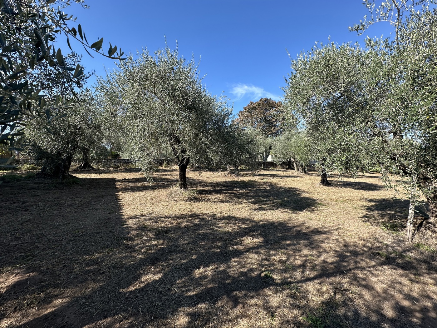 Terreno Agricolo in vendita a Castel Sant'Elia