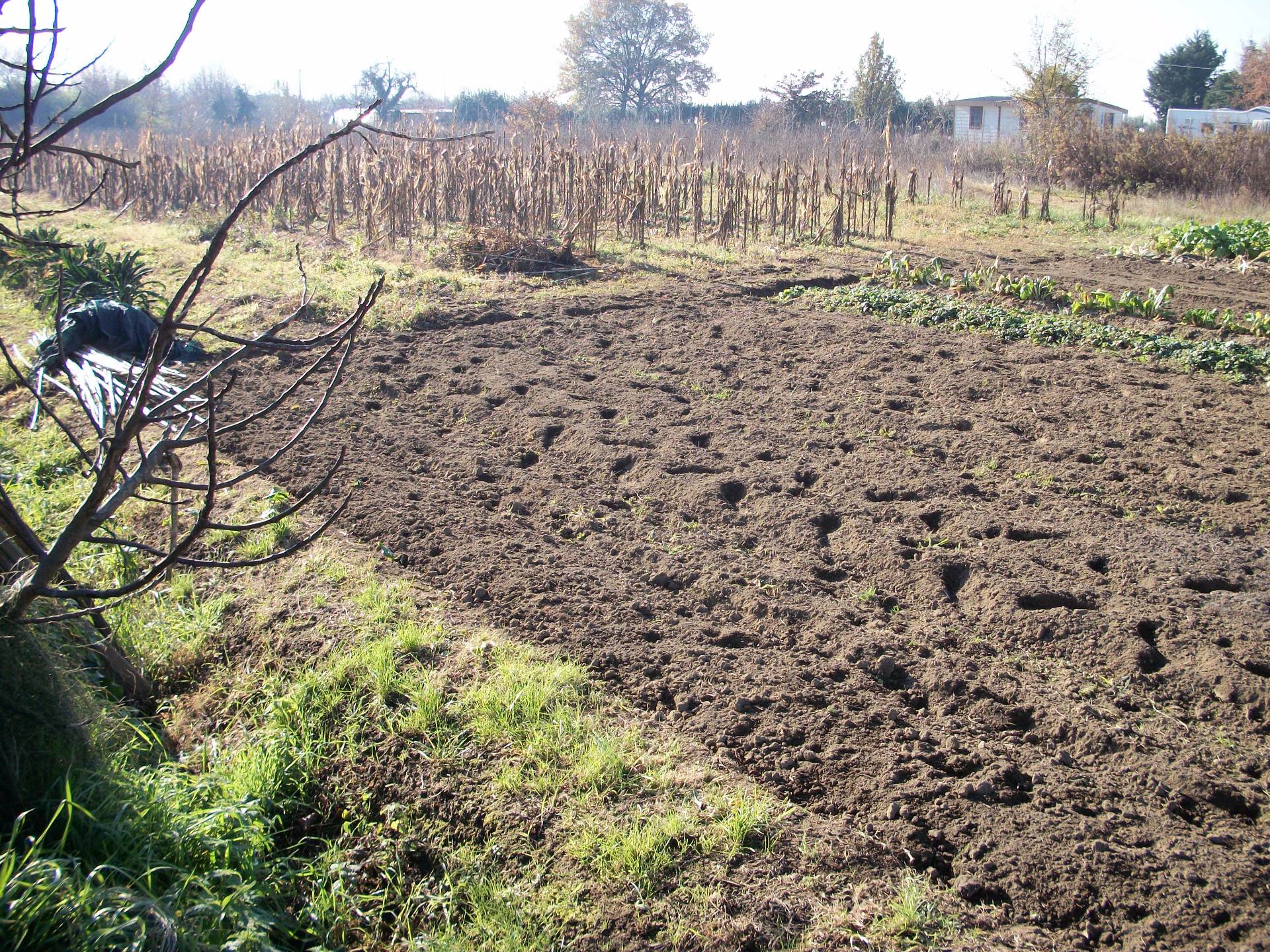 Terreno in affitto, Pisa nova