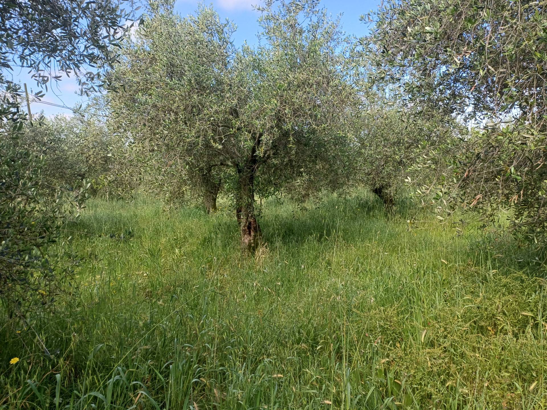 Terreno in vendita a San Giuliano Terme, Agnano
