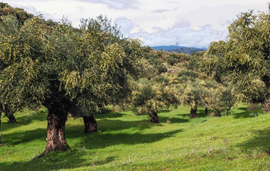 Terreno in vendita a San Giuliano Terme, Asciano