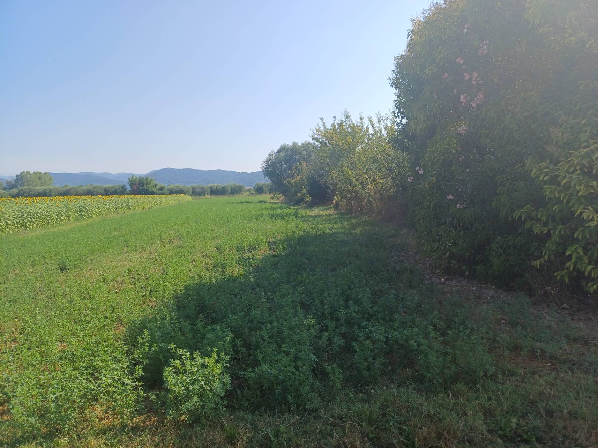 Terreno in vendita a Vecchiano, Nodica