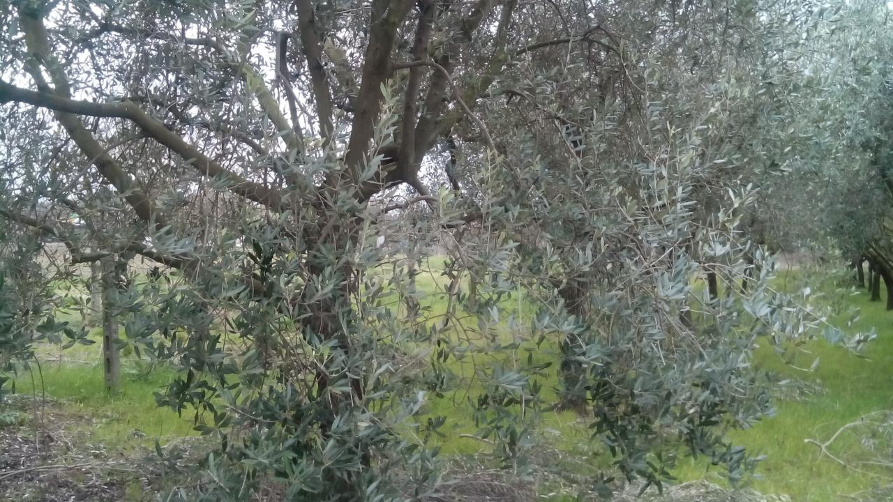 Terreno in vendita a Pisa, Sant'Ermete