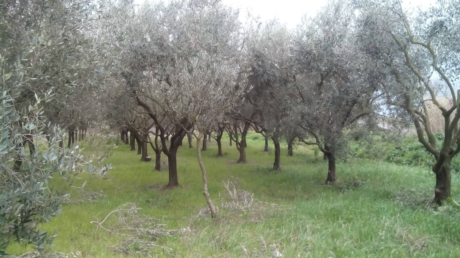 Terreno in vendita a San Giuliano Terme, Asciano