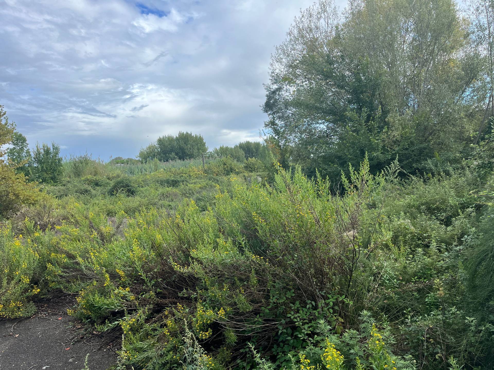 Terreno in affitto a Pisa, Porta Fiorentina