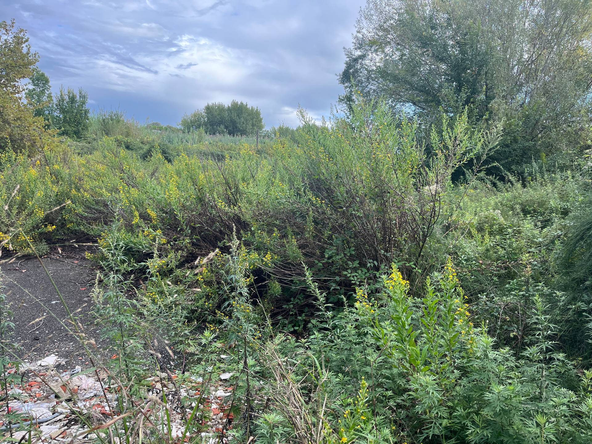 Terreno in affitto a Pisa, Porta Fiorentina