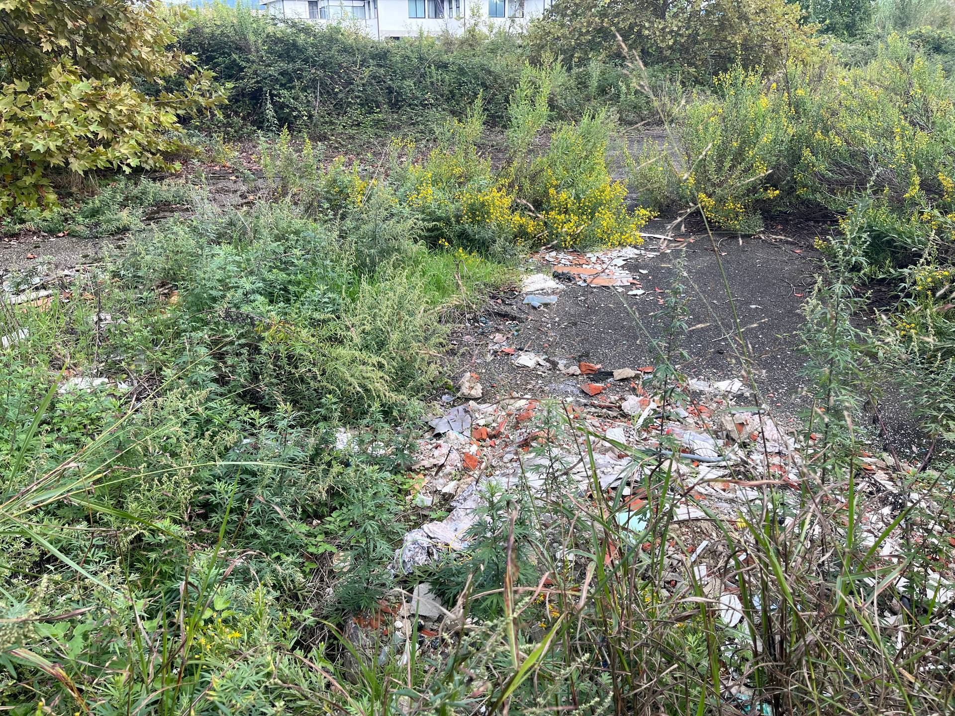 Terreno in affitto a Pisa, Porta Fiorentina