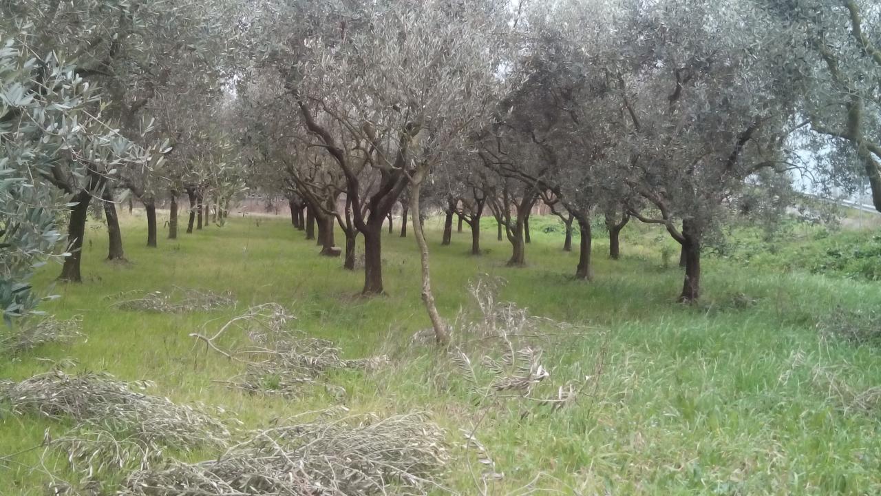 Terreno in vendita a Pisa, Sant'Ermete