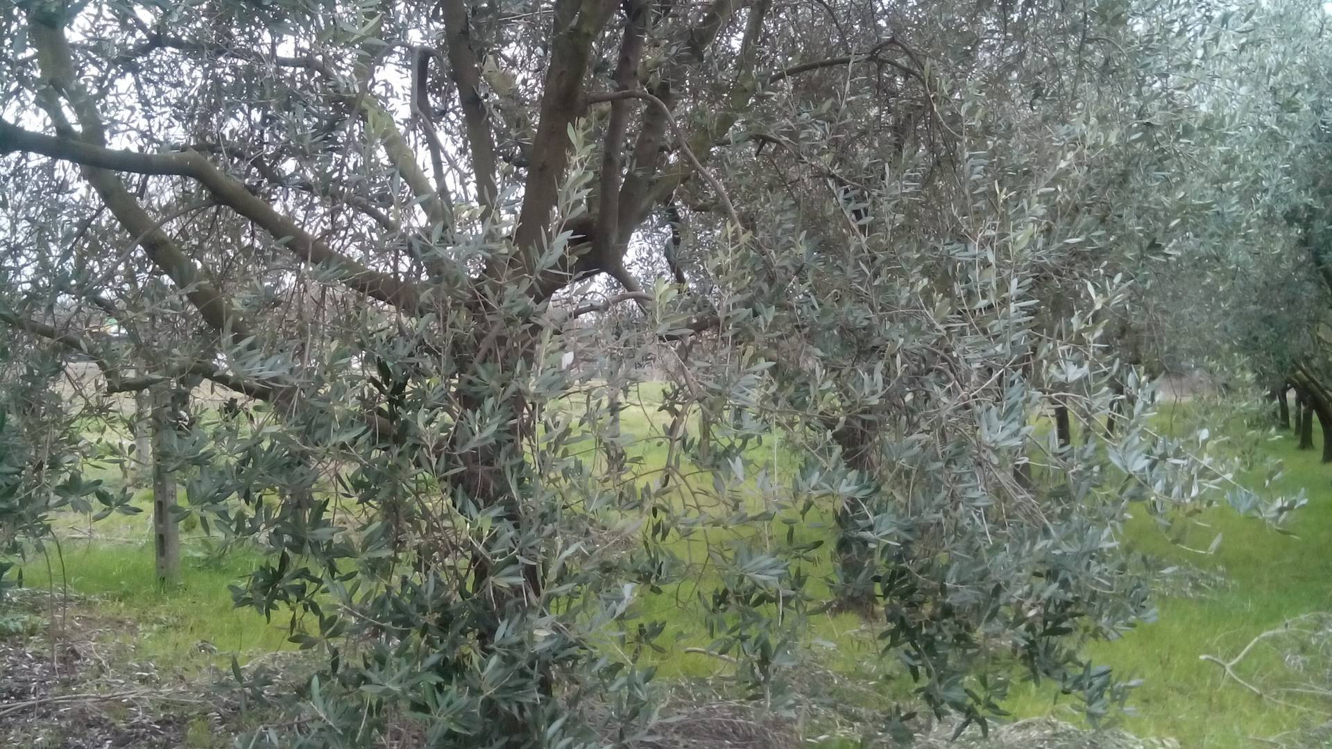 Terreno in vendita a San Giuliano Terme, Asciano