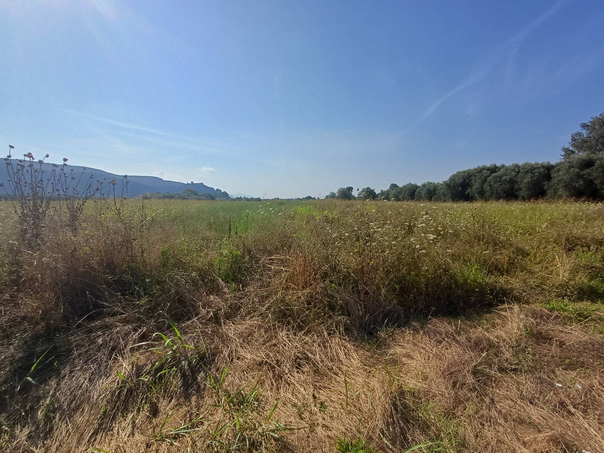 Terreno in vendita a Vecchiano, Nodica