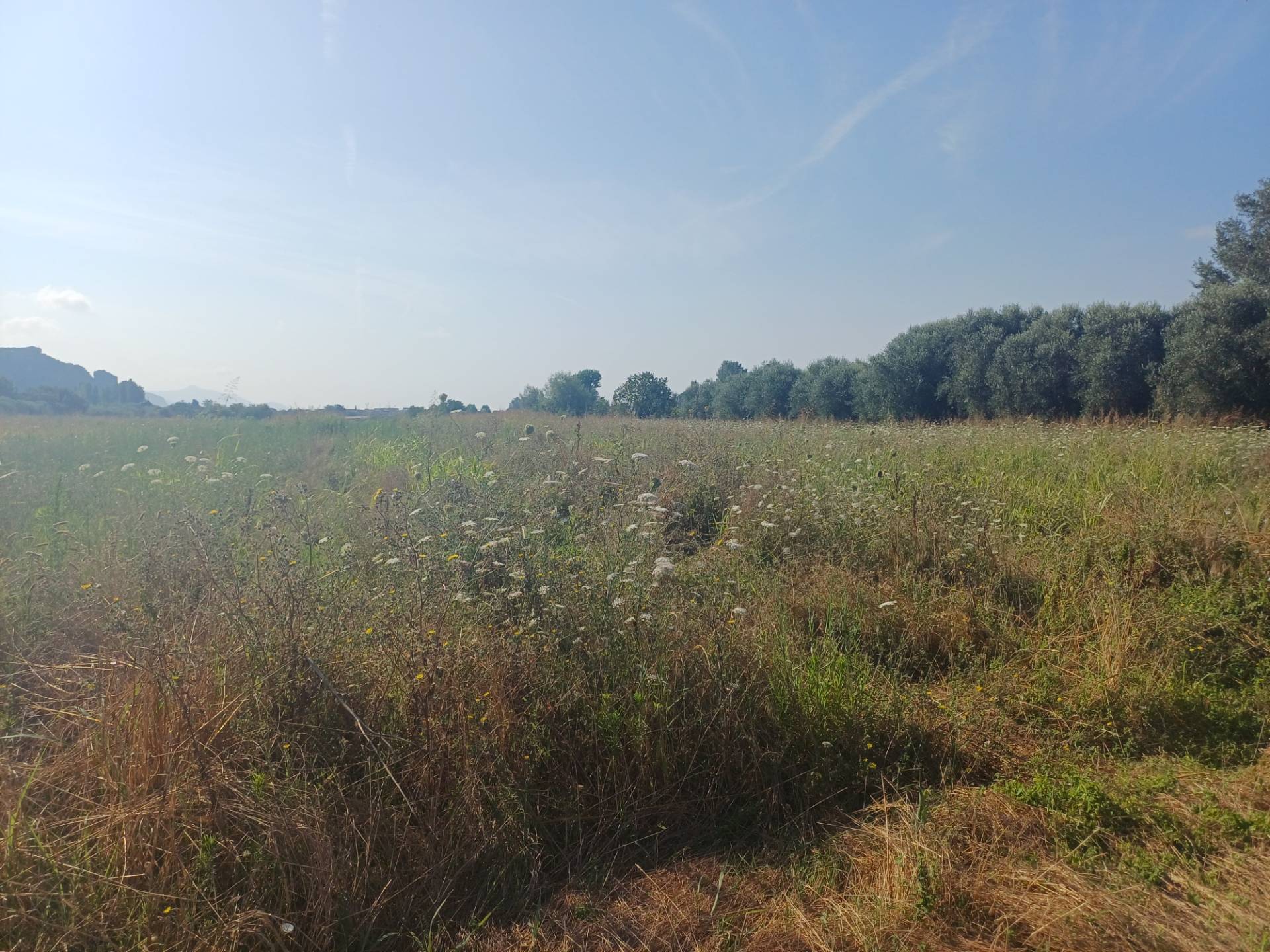 Terreno in vendita a Vecchiano, Nodica