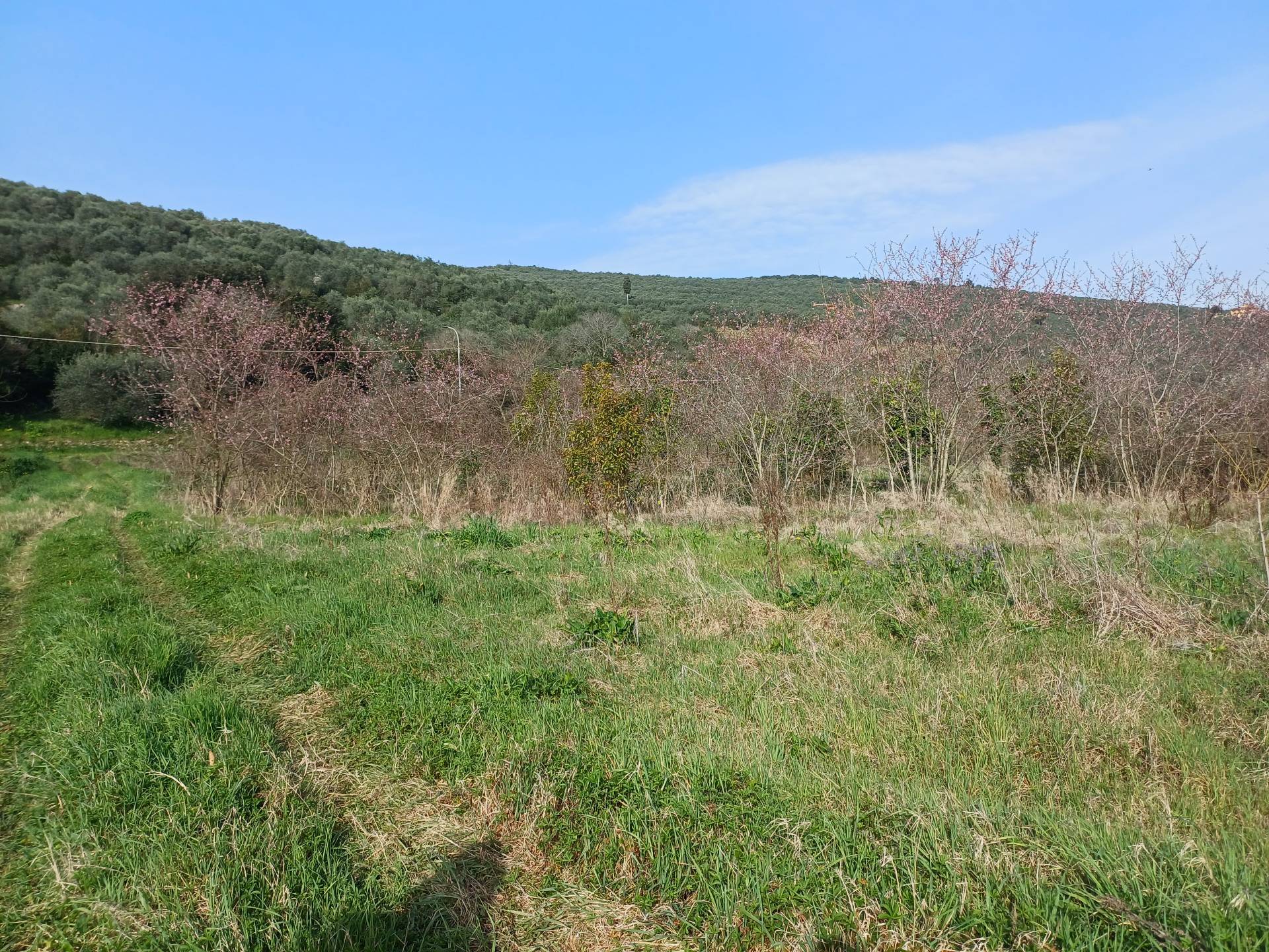 Terreno in vendita a Vecchiano, Avane