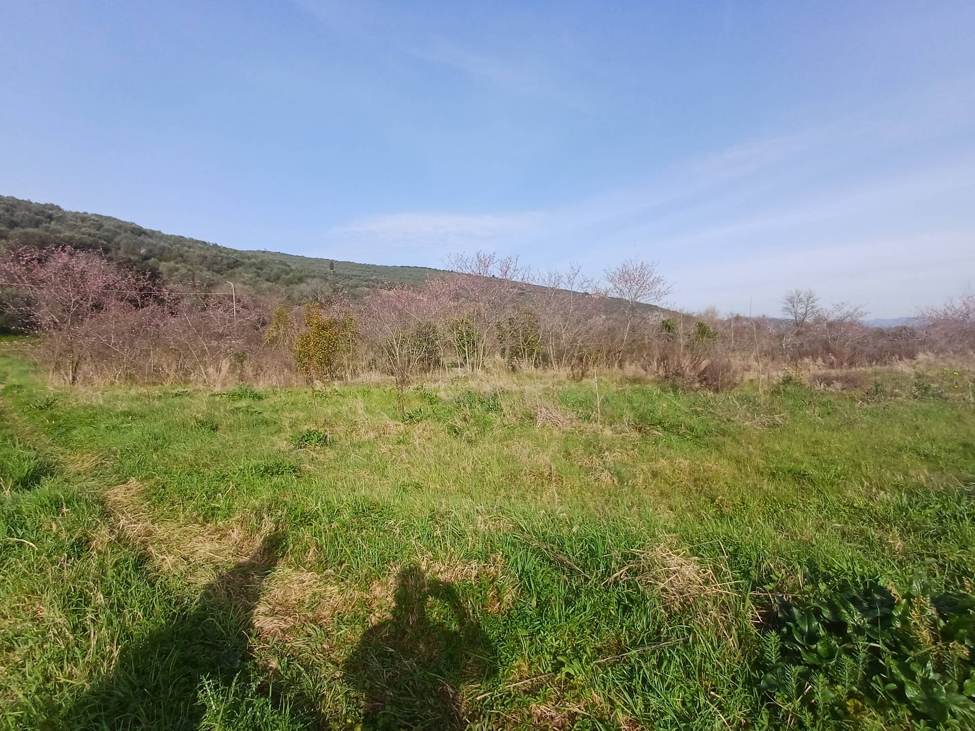 Terreno in vendita a Vecchiano, Avane