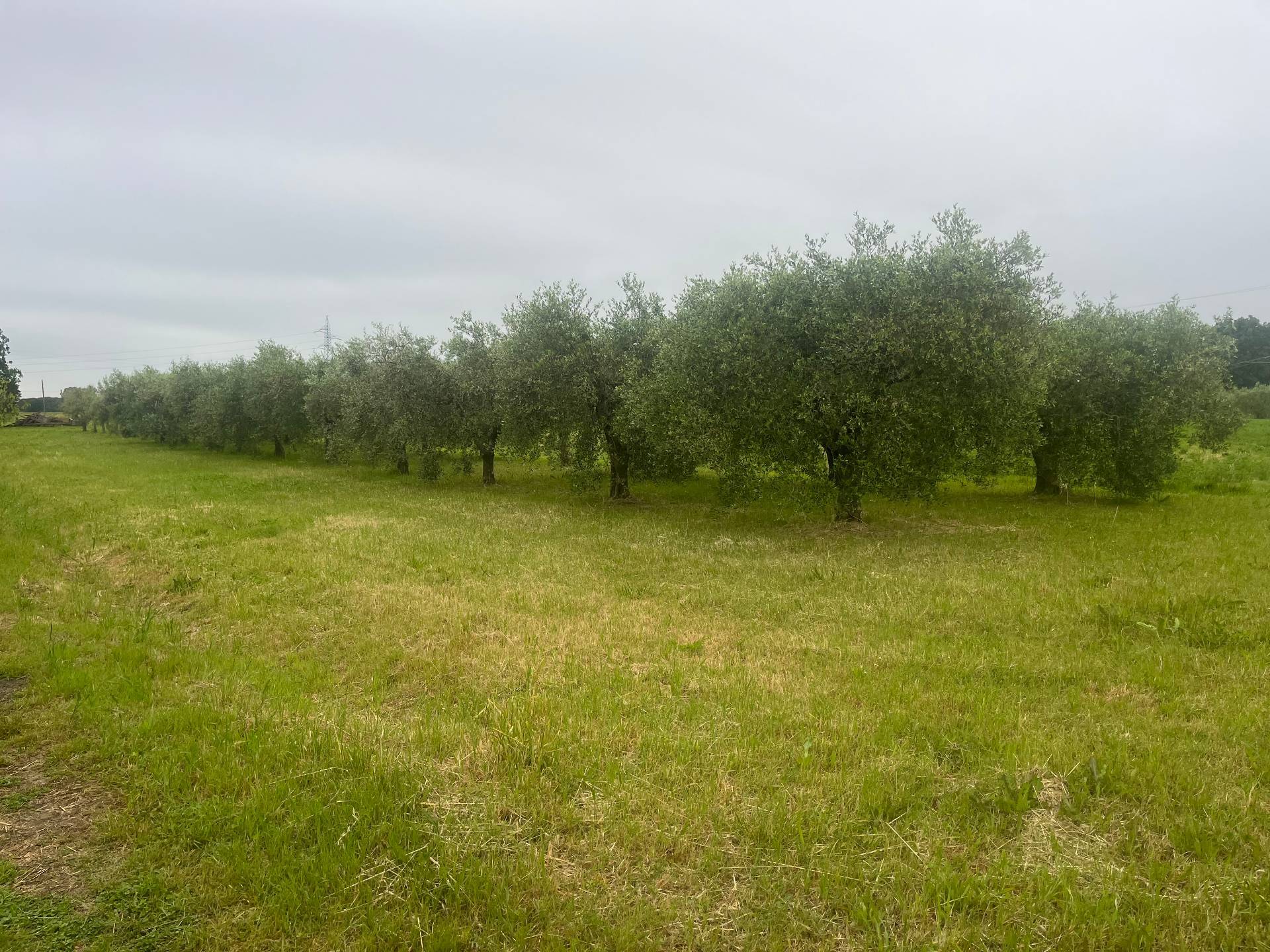 Terreno in vendita a Cascina