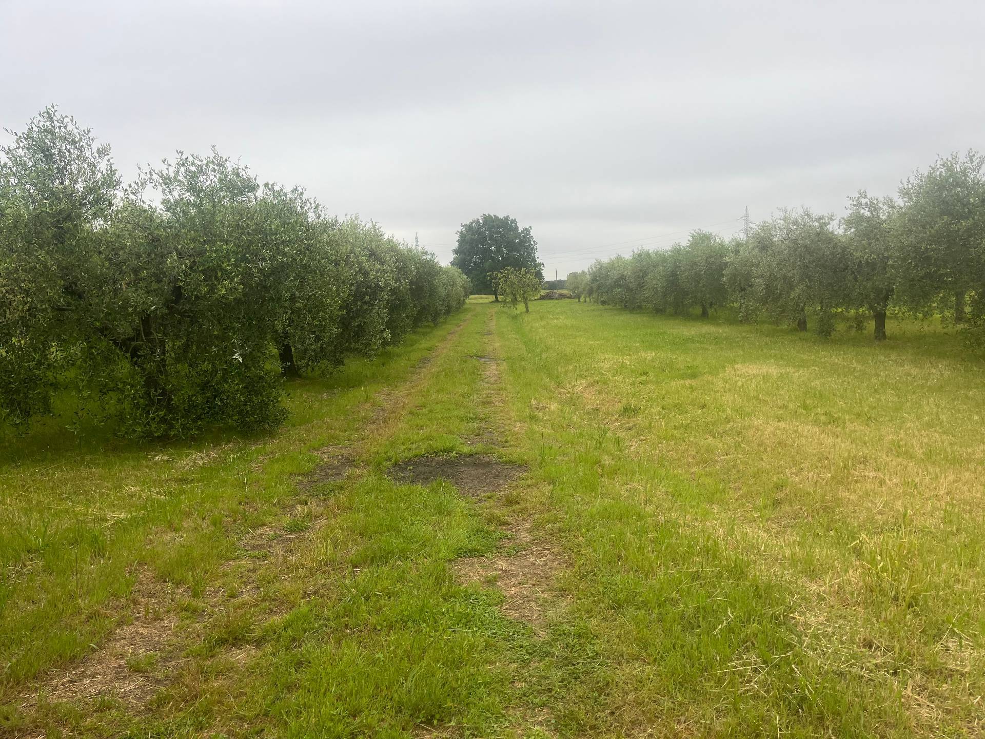 Terreno in vendita a Cascina