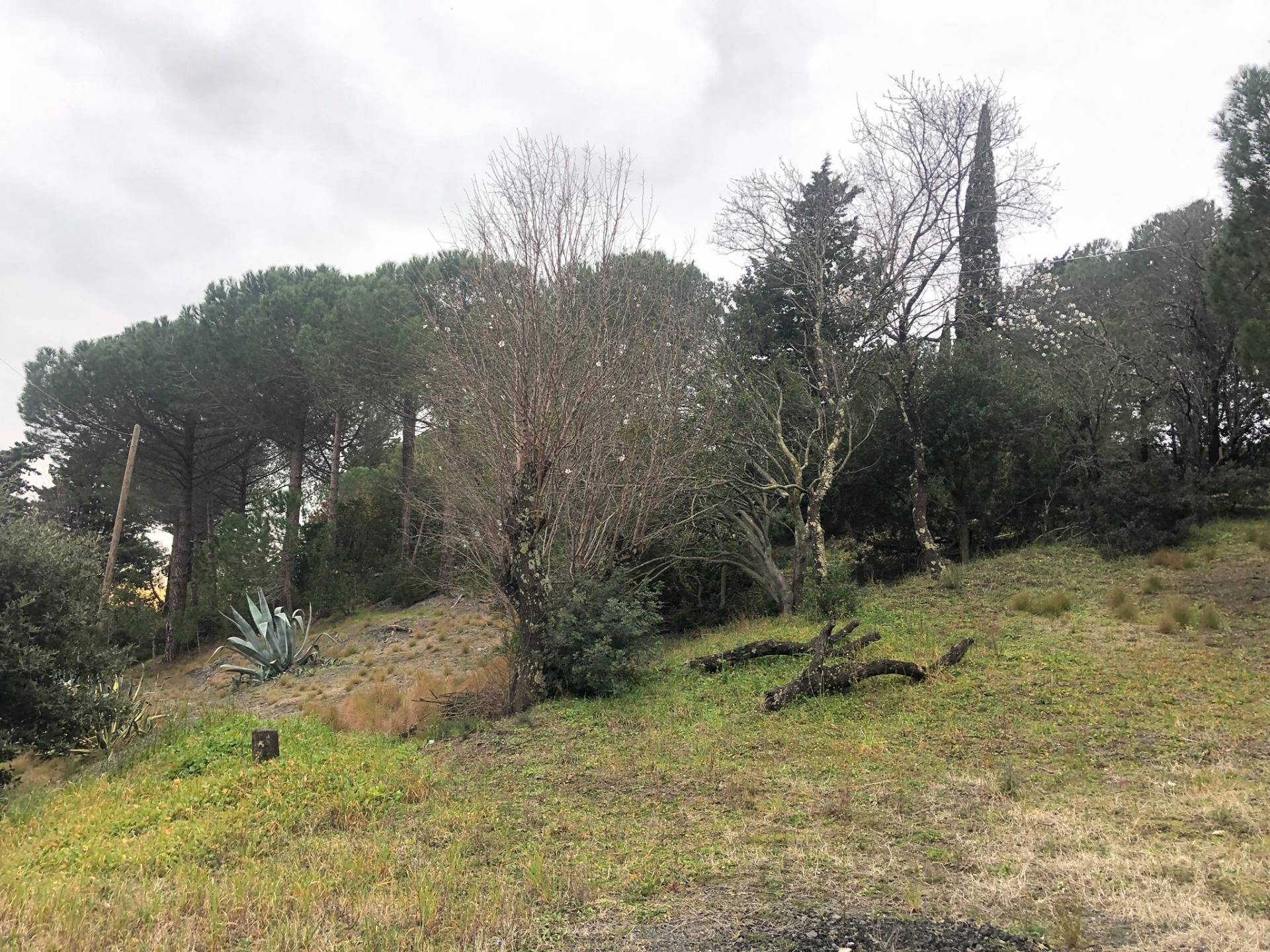 Villa in vendita a Castellina Marittima, Malandrone