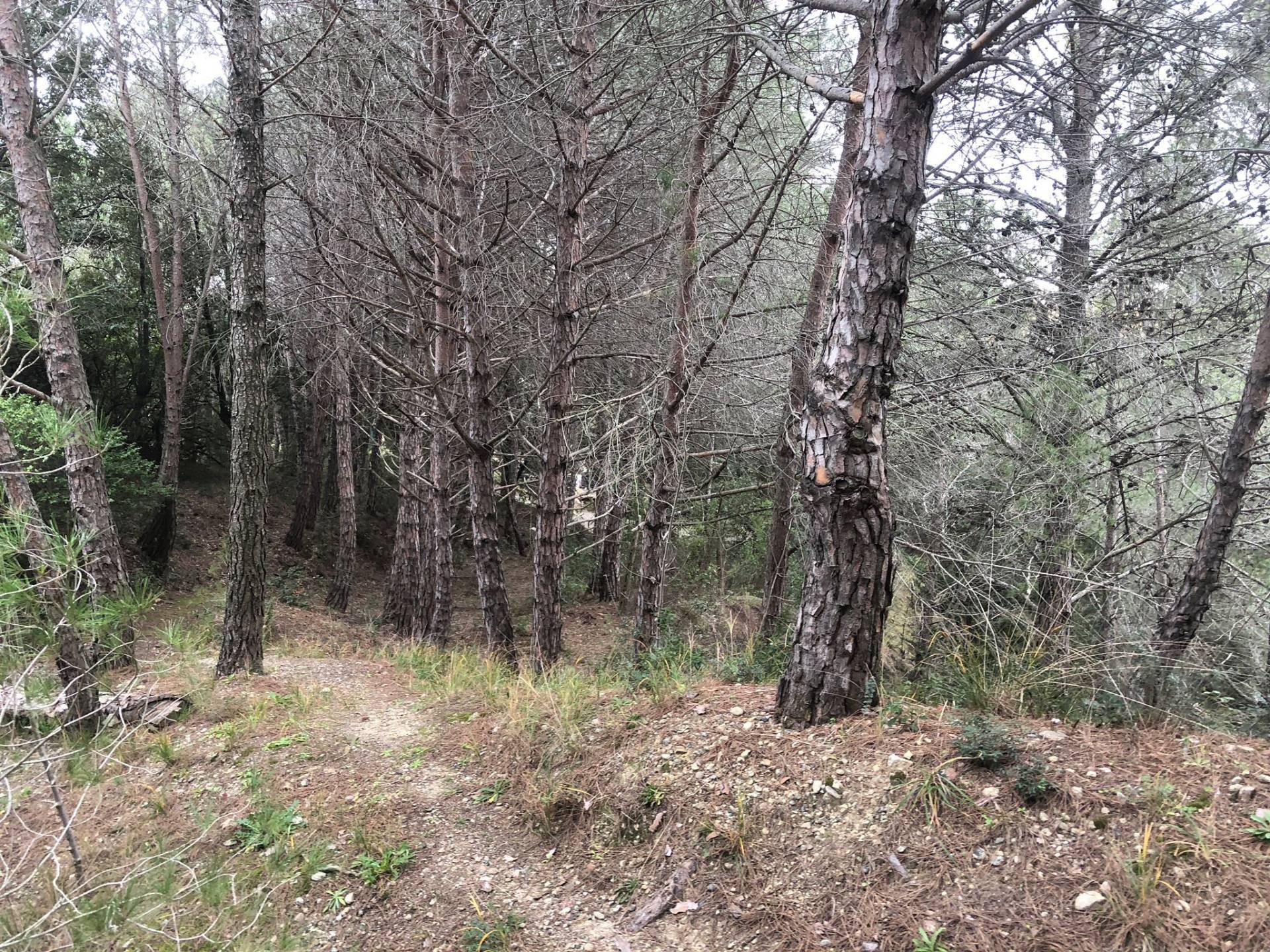 Villa in vendita a Castellina Marittima, Malandrone