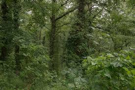 Terreno in vendita a Abetone Cutigliano