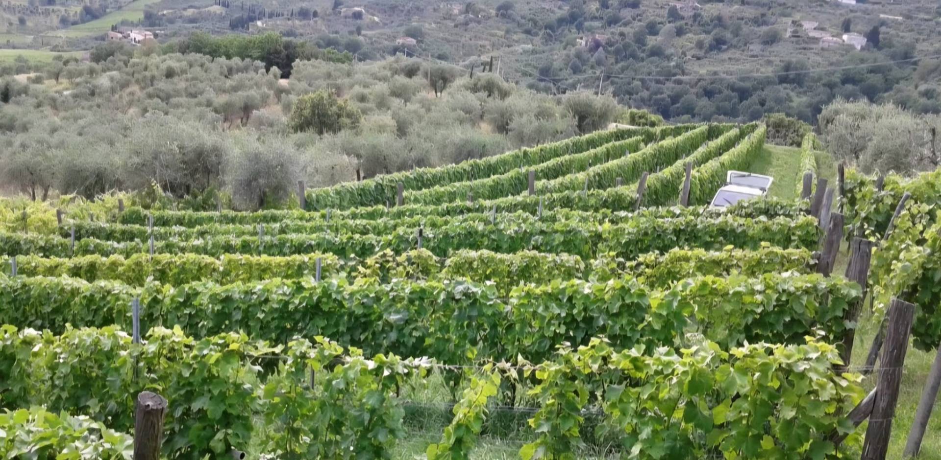 Terreno in vendita a Lucca