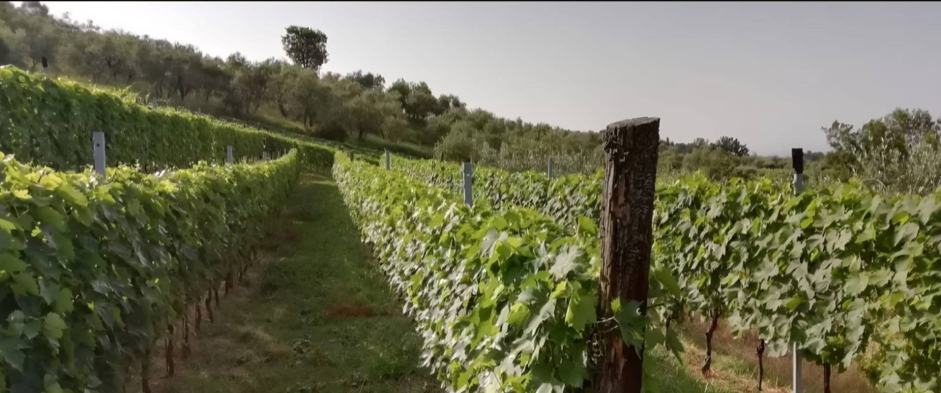 Terreno in vendita a Lucca